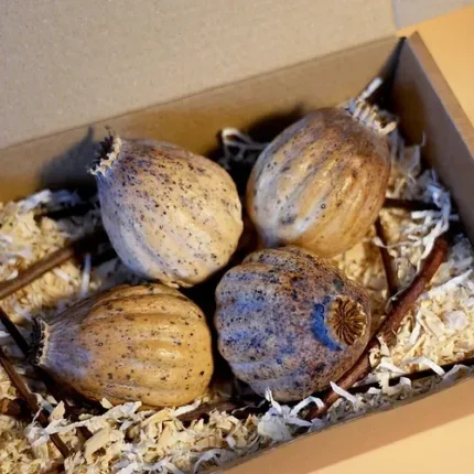 Buy dried poppy heads