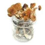 Blue Ringer Mushroom