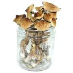 Burma Mushrooms – Psilocybe Cubensis