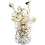 Great White Monster Magic Mushrooms