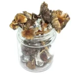 Psilocybe Mexicana