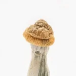 Penis Envy Magic Mushroom